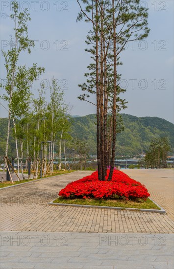 Red flowers growing at base of tall trees in island surrounded by red brick walkway at public park in South Korea