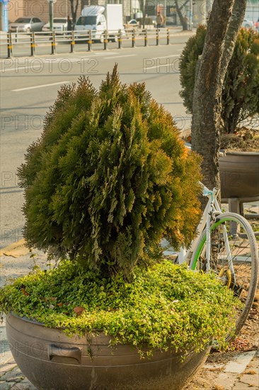 An evergreen shrub in a planter with a white bicycle parked next to it on a city sidewalk, in South Korea