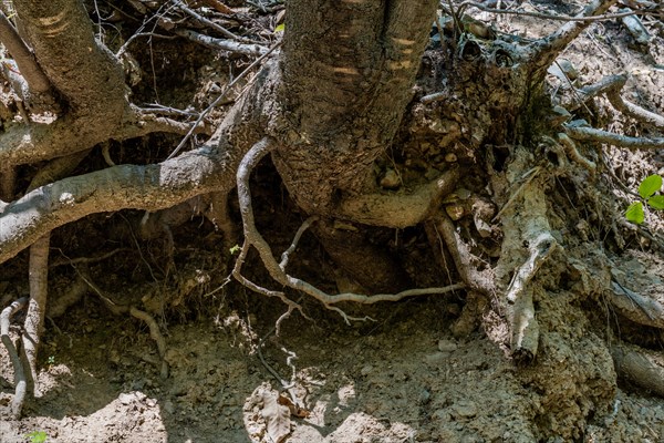 Exposed tangled tree roots gripping the soil on a forest floor, showing erosion details, in South Korea