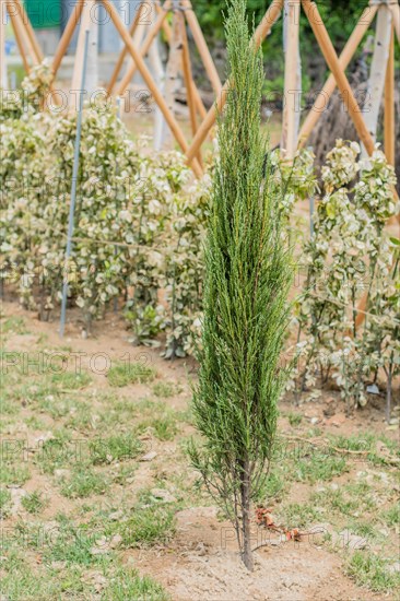 A young tree supported by stakes in a plant nursery environment, in South Korea