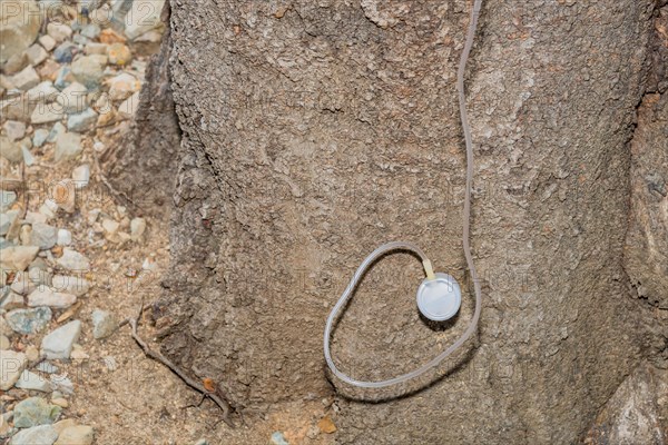 A stethoscope hanging on a rough tree trunk, in South Korea