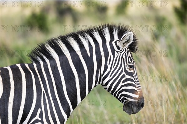 Plains zebra (Equus quagga), Madikwe Game Reserve, North West Province, South Africa, RSA, Africa