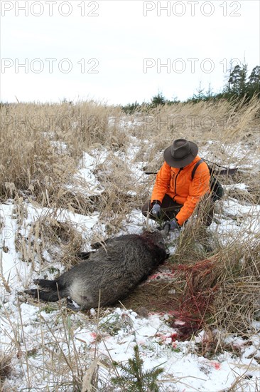 Wild boar hunt, hunter in the snow with safety waistcoat puts a spruce branch into the mouth of a wild boar (Sus scrofa), tradition, Allgaeu, Bavaria, Germany, Europe