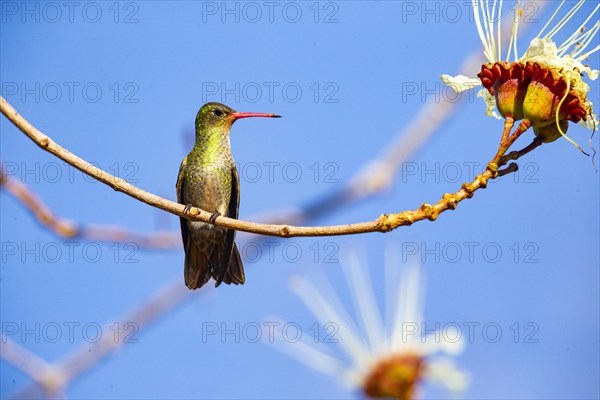 Golden Sapphire Hummingbird (Hylocharis chrysuria) Pantanal Brazil