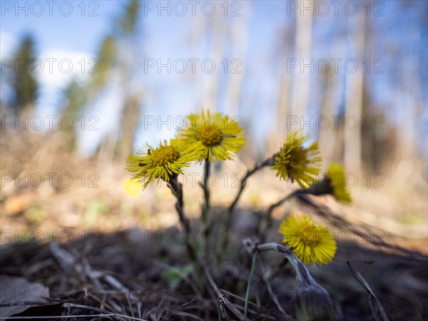 Coltsfoot (Tussilago farfara), Leoben, Styria, Austria, Europe