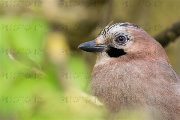 Close-up of a jay (Garrulus glandarius), animal portrait, Hesse, Germany, Europe