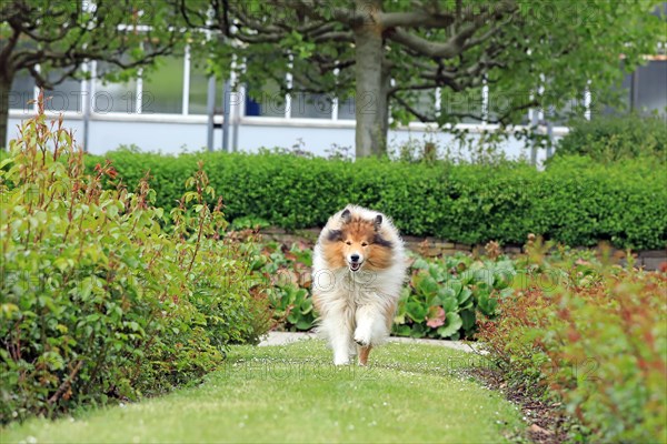 Collie, Long-haired Collie