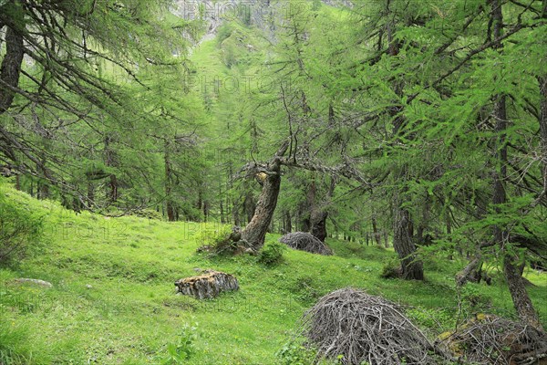 Larch forest, Hohe Tauern National Park, Tyrol, Austria, Europe