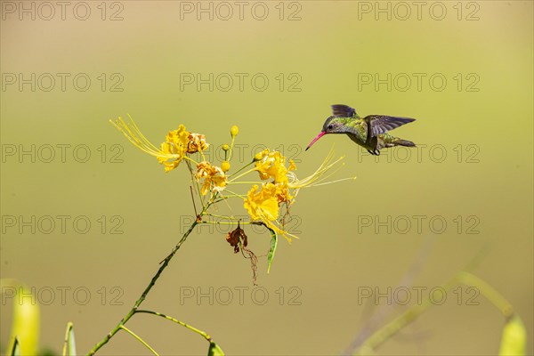 Golden Sapphire Hummingbird (Hylocharis chrysuria) Pantanal Brazil