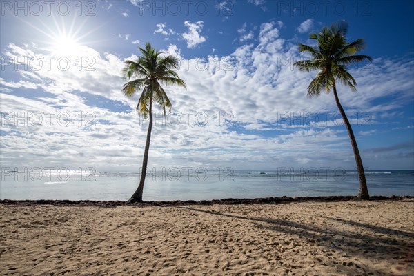 Romantic Caribbean sandy beach with palm trees, turquoise-coloured sea. Morning landscape shot at sunrise in Plage de Bois Jolan, Guadeloupe, French Antilles, North America