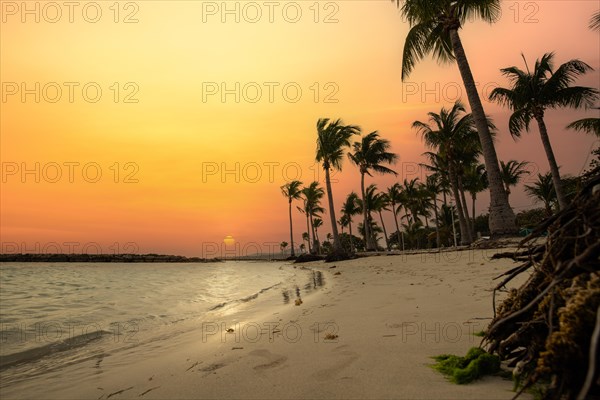 Caribbean dream beach with palm trees, white sandy beach and turquoise-coloured, crystal-clear water in the sea. Shallow bay at sunset. Plage de Sainte Anne, Grande Terre, Guadeloupe, French Antilles, North America