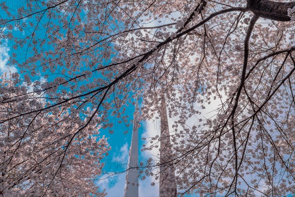 Looking up through cherry blossom tree branches to beautiful blue sky with puffy white clouds in Daejeon, South Korea, Asia