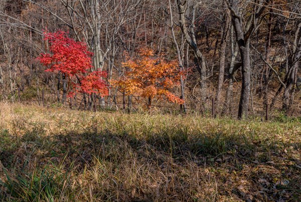 Sunlight casting warmth on a forest with bright autumn colors, in South Korea