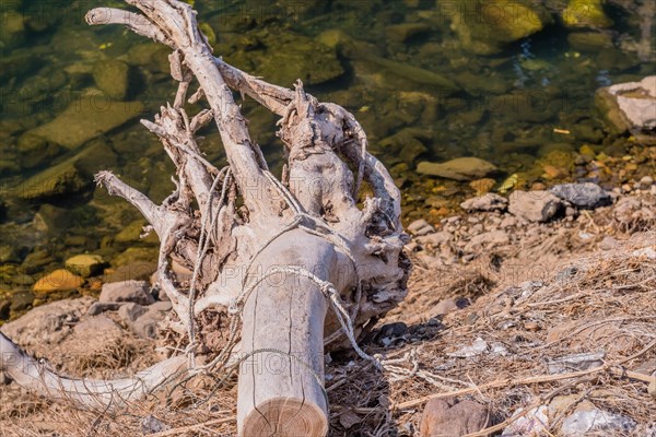 Detail of driftwood on the shore with clear water and textured rocks, in South Korea