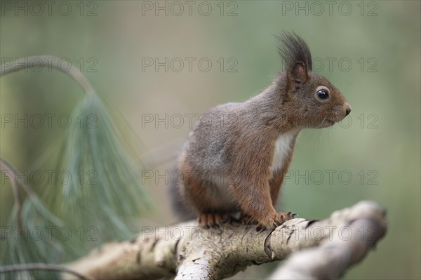 Eurasian red squirrel (Sciurus vulgaris), running on a thick branch and looking attentively to the right, tufted ears, winter fur, profile view, background blurred green with pine trees, Ruhr area, Dortmund, Germany, Europe