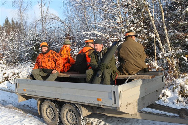 Wild boar (Sus scrofa) in the snow, start of the hunt, hunters in high-visibility waistcoats on trailers, on the way to the hide, Allgaeu, Bavaria, Germany, Europe