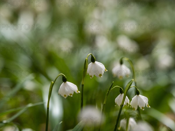 Spring snowdrop (Leucojum vernum), March snowdrop, March bell, large snowdrop. Amaryllis family (Amaryllidaceae), Jassing, Styria, Austria, Europe