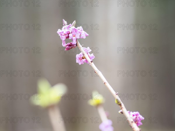 Mezereon (Daphne mezereum), near Tragoess, Styria, Austria, Europe