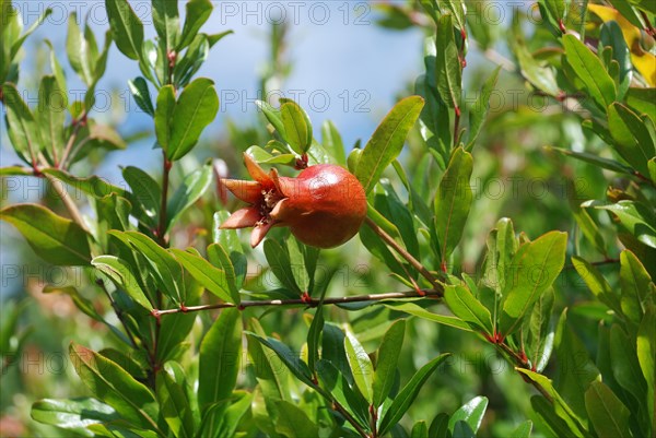 Pomegranate hanging on tree