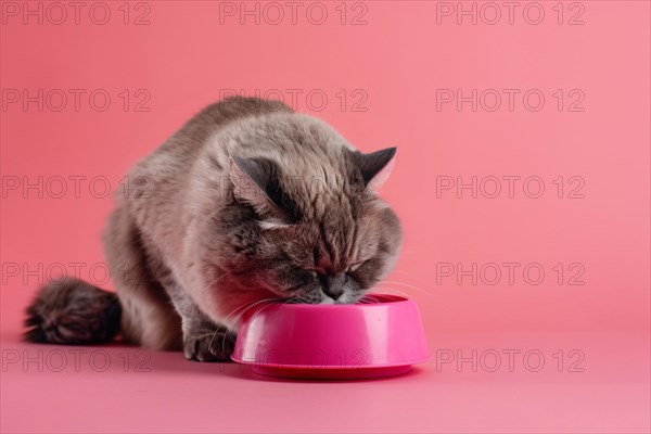 Cat eating food out of bowl in front of pink background with copy space. KI generiert, generiert, AI generated