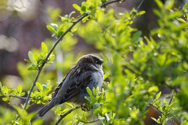 Sparrow, March, Germany, Europe