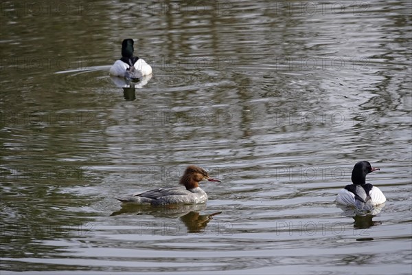 Goosander, March, Germany, Europe