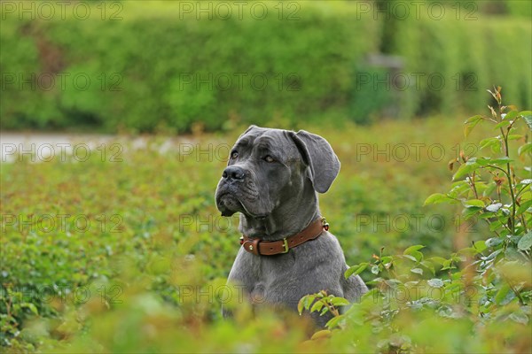 Cane Corso Italiano