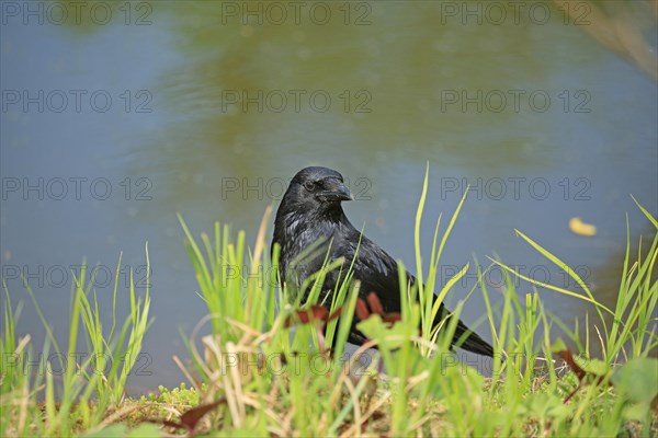 Carrion crow (Corvus corone)