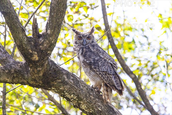 Virginia eagle owl (Bubo virginianus) Pantanal Brazil