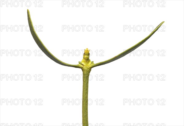 Female flower of the pine mistletoe (Viscum laxum), a shoot hemiparasite, Valais, Switzerland, Europe