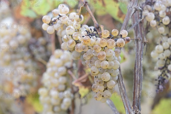 Vine, vine with overripe grapes, autumnal vine leaves, Moselle, Rhineland-Palatinate, Germany, Europe
