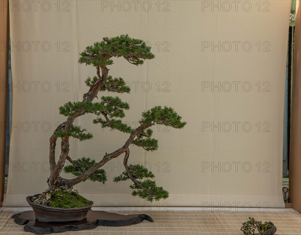 Bonsai