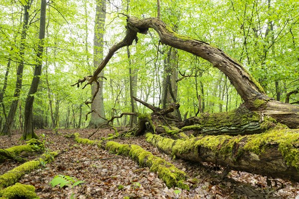 Near-natural deciduous forest, moss-covered deadwood, in spring, Barnbruch Forest nature reserve, Lower Saxony, Germany, Europe