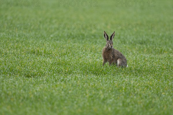 European hare (Lepus europaeus) sitting on a grain field, wildlife, Thuringia, Germany, Europe