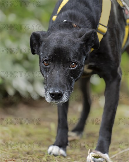 Domestic dog (Canis lupus familiaris), black, female, older, grey muzzle, from the animal protection, with double protection, looking directly at the viewer, yellow harness, brown eyes, white paws, close-up, background green blurred bushes, Hesse, Germany, Europe