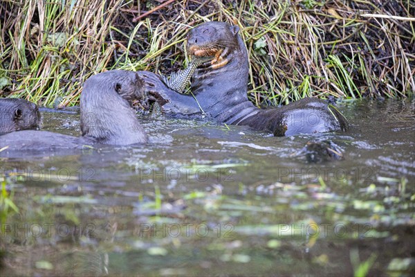 Giant otter (Pteronura brasiliensis) Pantanal Brazil