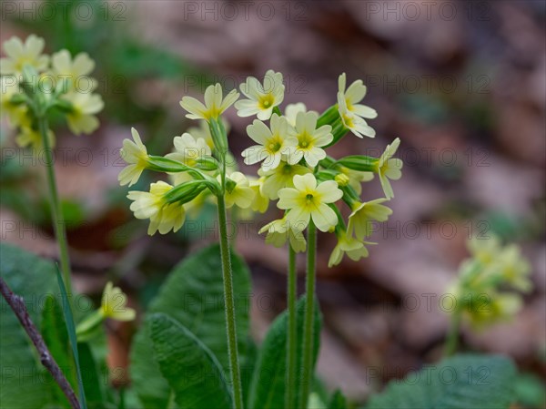 Close-up, primrose (Primula veris)