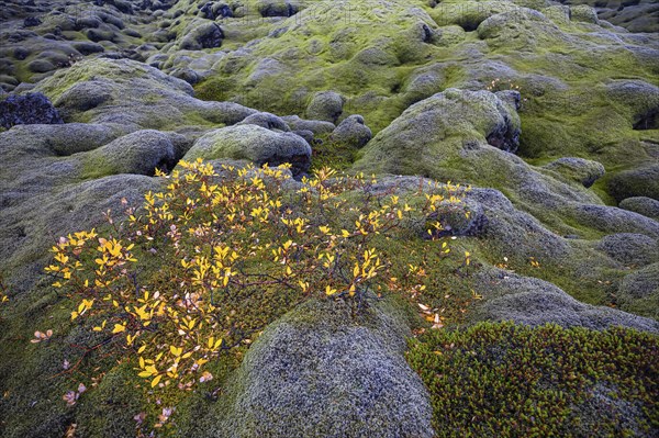 Moss-covered lava field, near Kirkjubaejarklaustur, Sudurland, Iceland, Europe