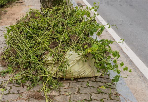 A sack filled with green plant waste on a paved roadside, in South Korea