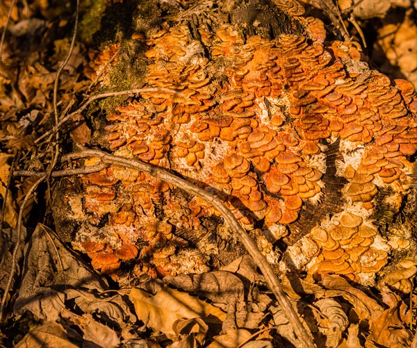 Fungus-covered tree stump depicting natural decay and texture, in South Korea