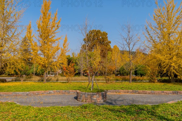 A tree with yellow autumn leaves encircled by a planter in a tranquil outdoor setting, in South Korea