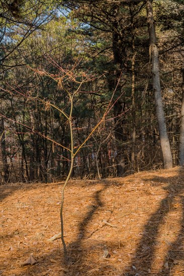 A young tree casting a shadow on a forest floor covered with pine needles, in South Korea