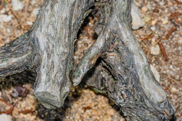 Close-up of intertwined tree branches showcasing detailed bark textures, in South Korea