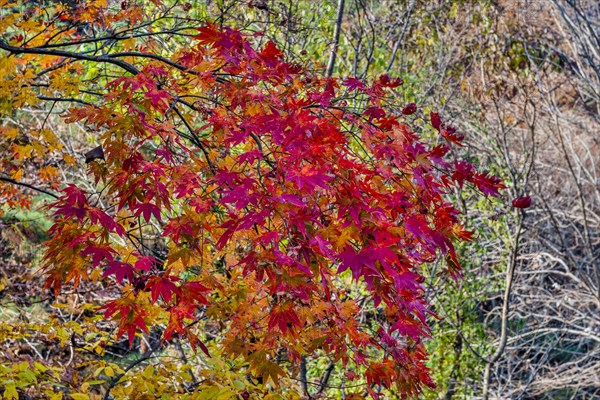 Close-up of bright red autumnal maple leaves in a natural setting, in South Korea