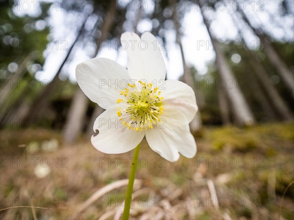 Christmas rose (Helleborus niger), near Tragoess, Styria, Austria, Europe