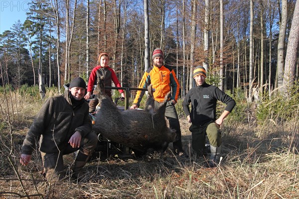 Wild boar (Sus scrofa) is recovered with off-road vehicle, Allgaeu, Bavaria, Germany, Europe