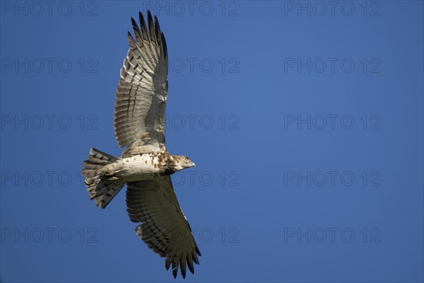 Black-chested snake eagle (Circaetus pectoralis), Mziki Private Game Reserve, North West Province, South Africa, Africa