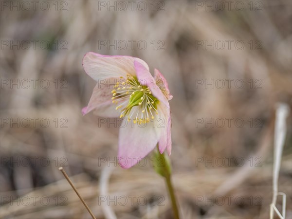 Christmas rose (Helleborus niger), near Tragoess, Styria, Austria, Europe