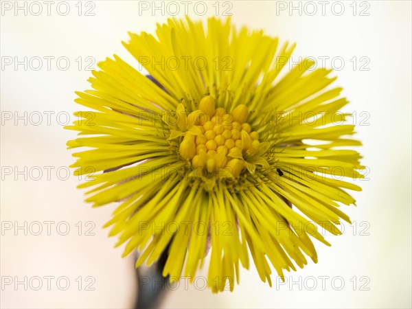 Coltsfoot (Tussilago farfara), Leoben, Styria, Austria, Europe