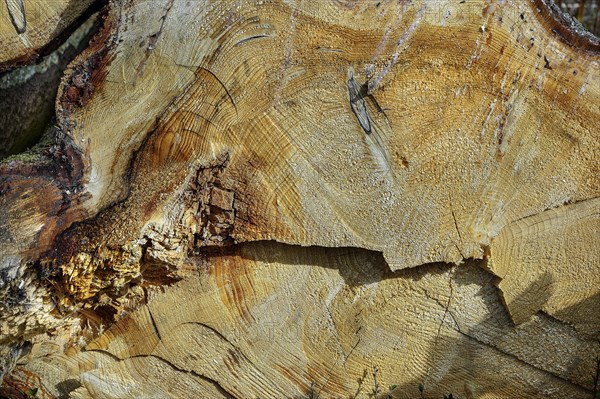 Cut through a tree trunk with annual rings and traces of the chainsaw, Allgaeu, Swabia, Bavaria, Germany, Europe